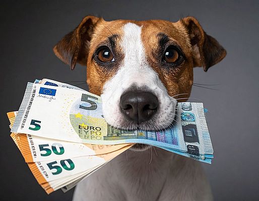 BdSt-Hundesteuervergleich 2025