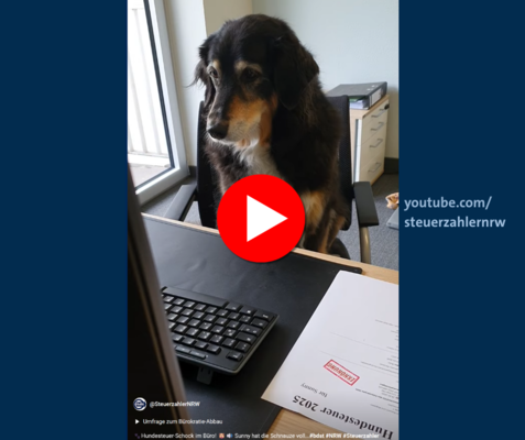 Hundesteuer-Schock für Bürohund Sunny Hundesteuer-Schock für Bürohund Sunny