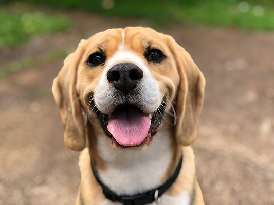 Hundesteuer: Was Ihr Hund in welcher Gemeinde kostet