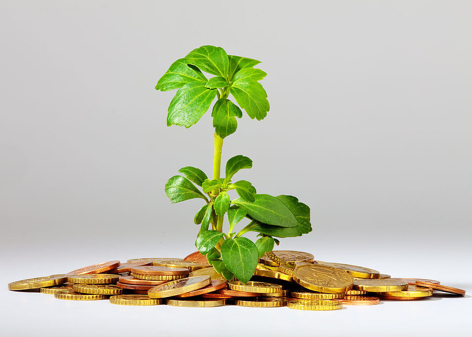 Growing Tree on a heap of money