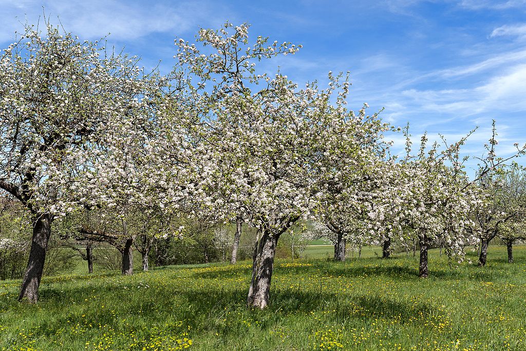 Idyllische Streuobstwiese: Apfelbäume mit vielen Blüten auf einer frisch-grünen Wiese, darüber ein frühlingshaft blauer Himmel mit leichten Wolkentupfen